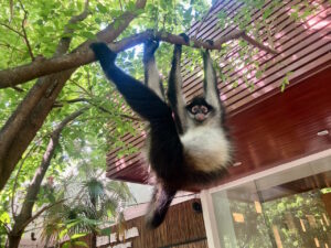 playadelcarmen-mexico-monkey