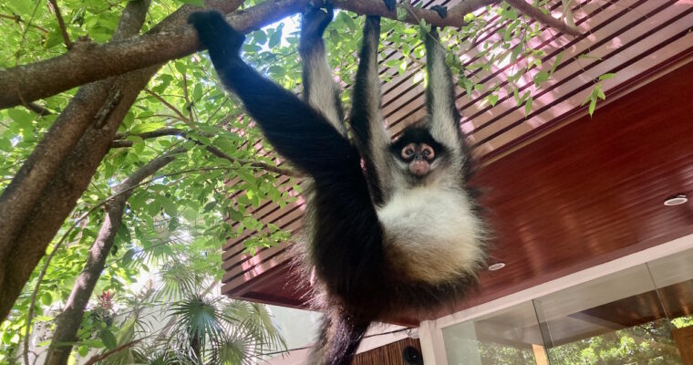 playadelcarmen-mexico-monkey