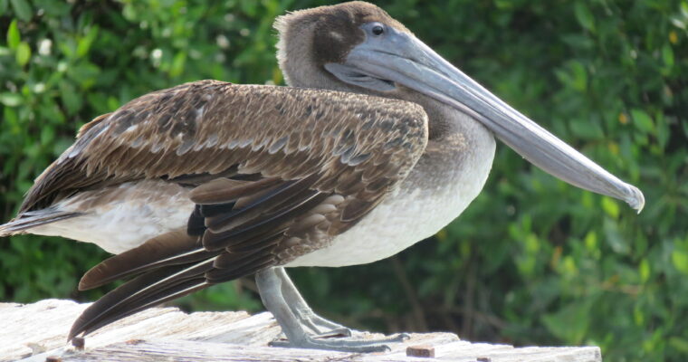 pelikaan-fauna-siankaan-mexico-bioreservaat