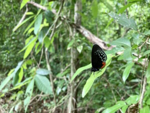 lucero-verde-cenote-puerto-morelos