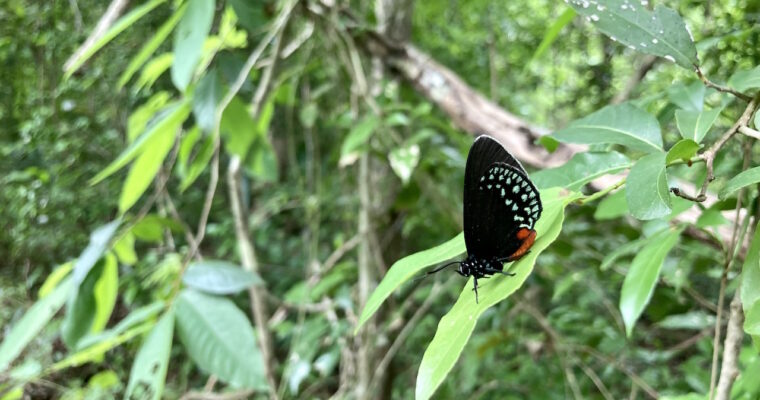lucero-verde-cenote-puerto-morelos
