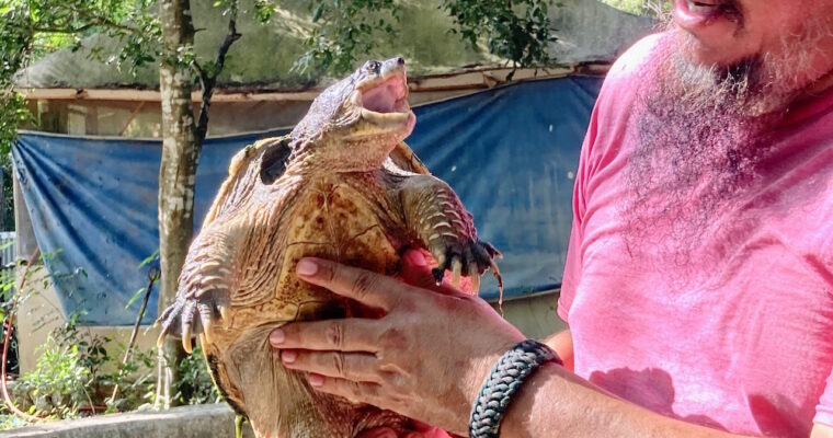 reptile-nursery-puerto-morelos3
