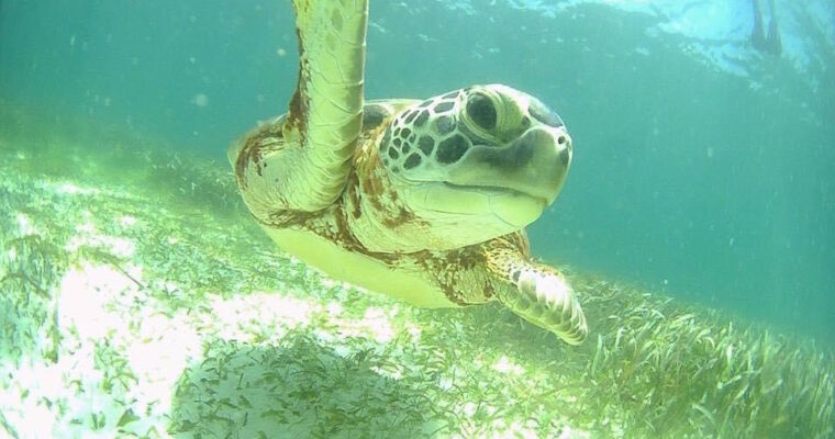 Alles wat je moet weten over Akumal en snorkelen met schildpadden