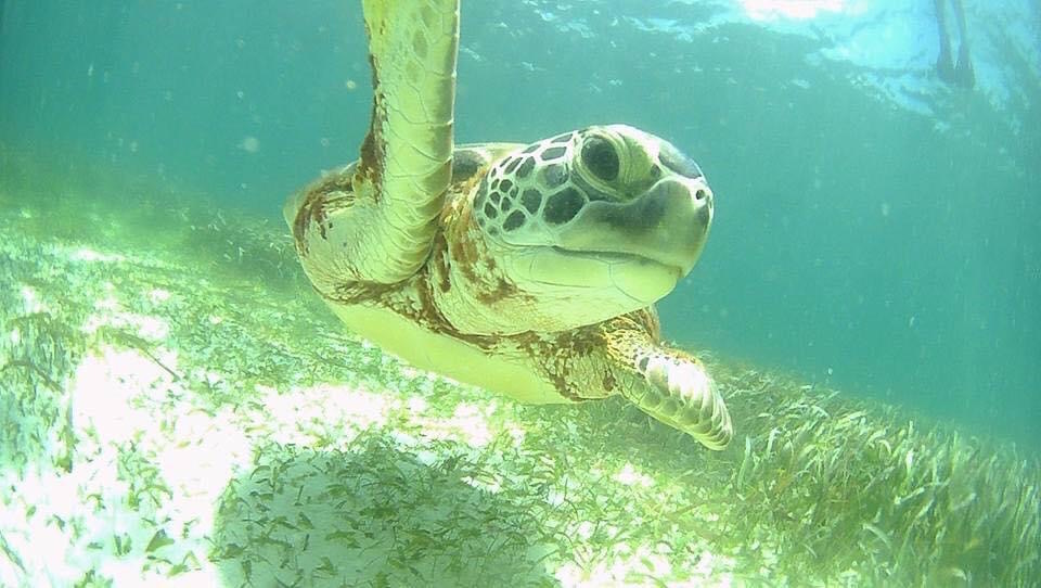 Alles wat je moet weten over Akumal en snorkelen met schildpadden