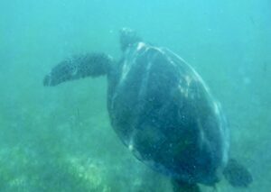 akumal-yucatan-mexico-schildpadden-snorkelen-turtlebay