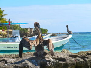 akumal-yucatan-mexico-schildpadden-snorkelen-turtlebay