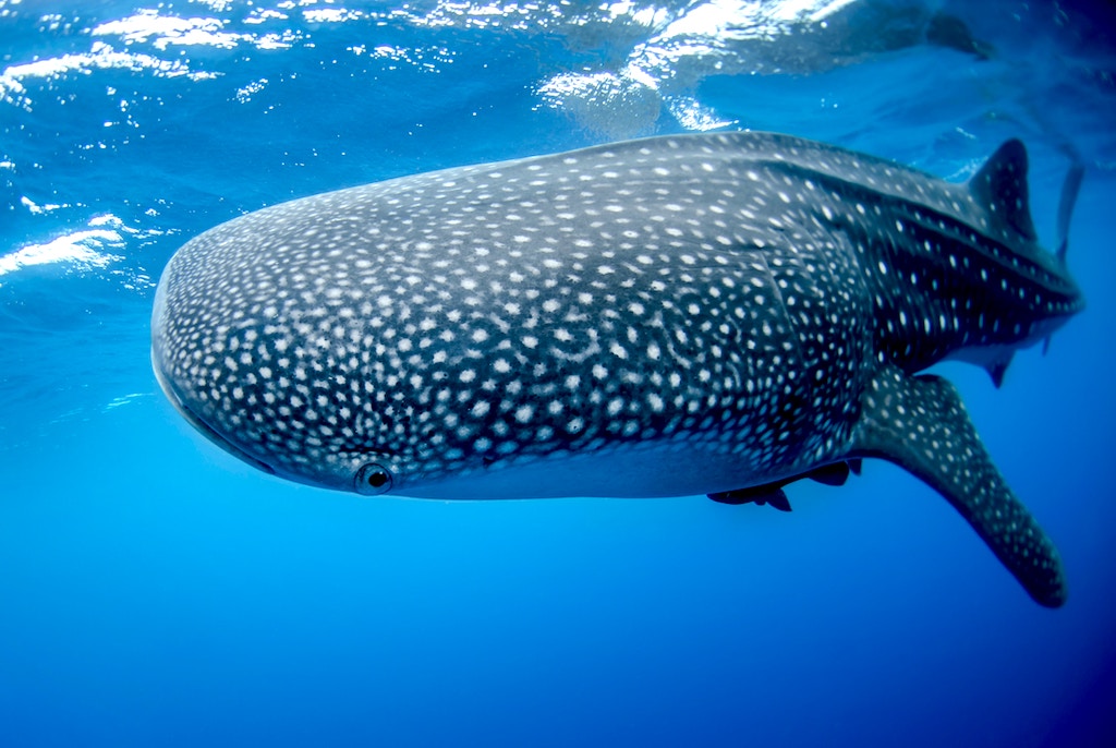 Alles wat je moet weten over zwemmen met walvishaaien!