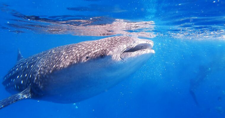 Whaleshark Tour: Zwemmen met walvishaaien & bezoek Isla Mujeres