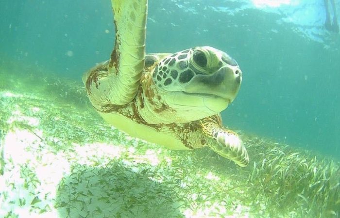 akumal-yucatan-mexico-schildpadden-snorkelen-turtlebay